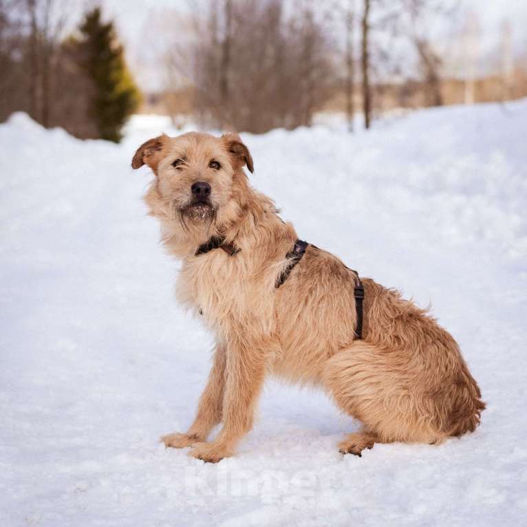 Собаки в Москве: Собака-компаньон Девочка, Бесплатно - фото 4