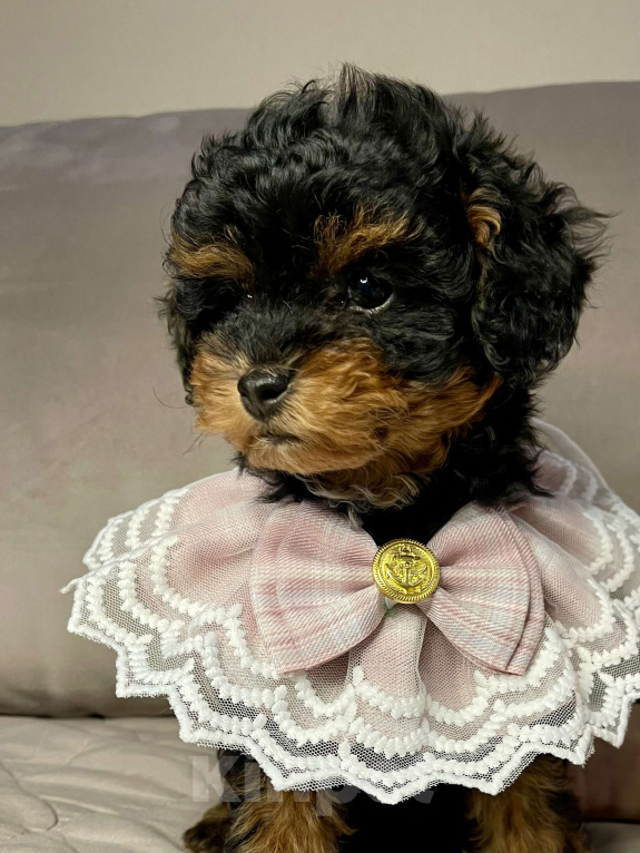 Собаки в Калуге: Той пудель девочка  Девочка, 120 000 руб. - фото 3