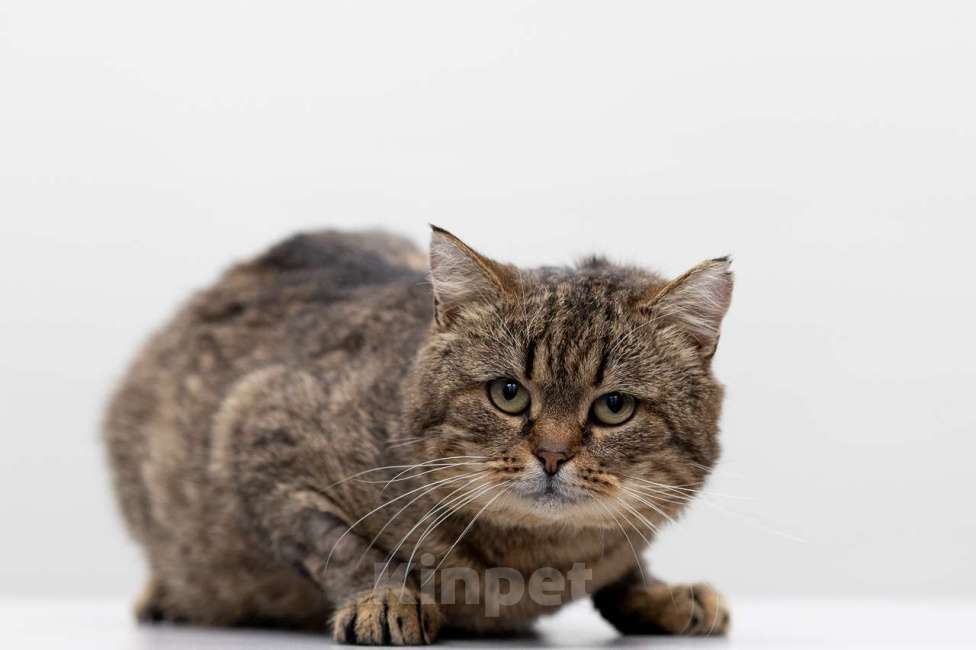 Кошки в Москве: кот ХарЯтон Мальчик, Бесплатно - фото 3