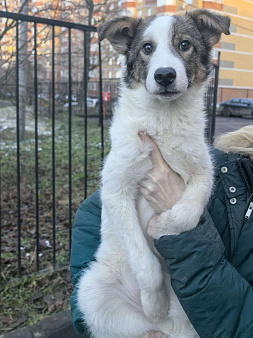 Томас якутенок в добрые руки