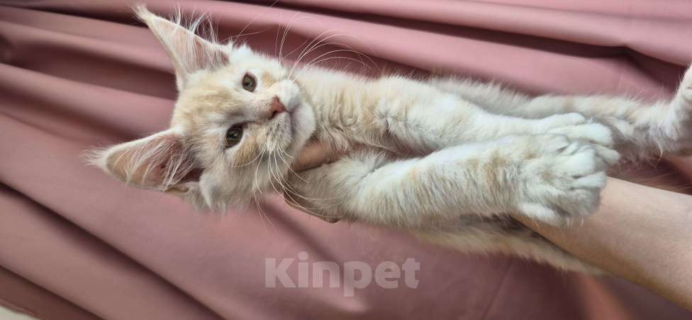 Кошки в Санкт-Петербурге: Мейн кун Nico Мальчик, Бесплатно - фото 3