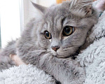 Кошки в Оби: Потерялась сеоая кошка Девочка, 1 руб. - фото 1