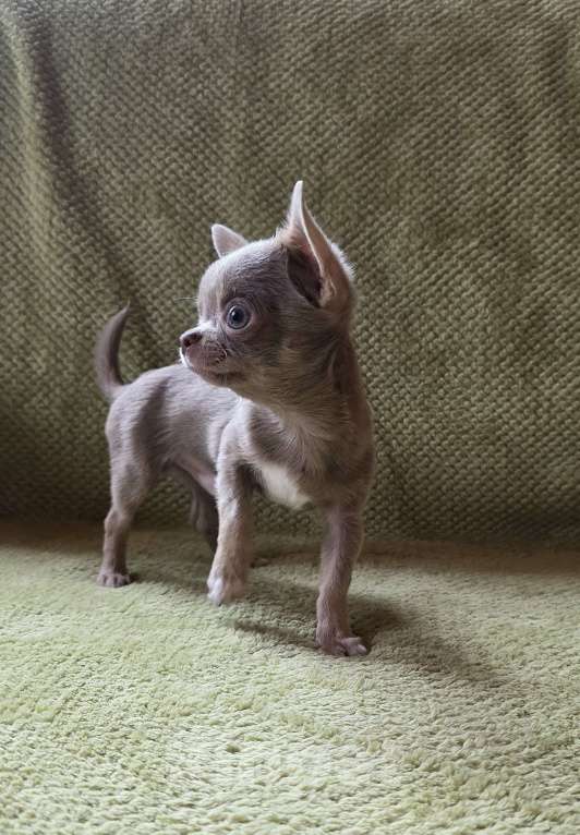 Собаки в других городах Московской области: Арамис Мальчик, 50 000 руб. - фото 1