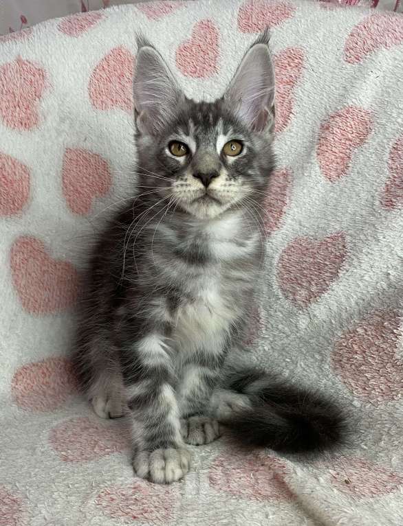 Кошки в Дмитрове: Черный серебристый мраморный мальчик мейн кун Zhak Мальчик, 40 000 руб. - фото 5