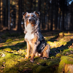 Австралийская овчарка