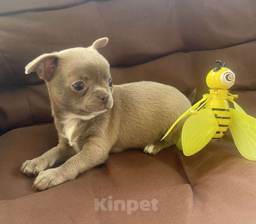 Собаки в других городах Ленинградской области: Щенок чихуахуа Девочка, 60 000 руб. - фото 4