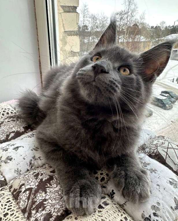 Кошки в Санкт-Петербурге: Продажа мейн-кун питомник Мальчик, 60 000 руб. - фото 5