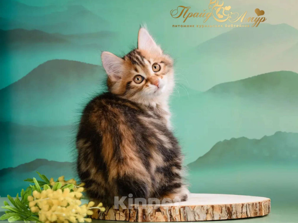 Кошки в Москве: Котик Курильского Бобтейла в золоте Мальчик, Бесплатно - фото 3