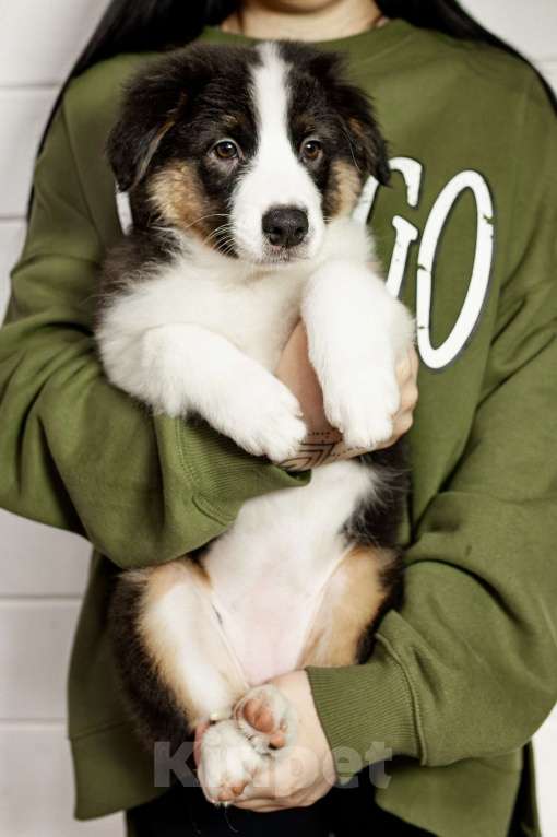 Собаки в других городах Московской области: Щенки Австралийской овчарки Девочка, 65 000 руб. - фото 4