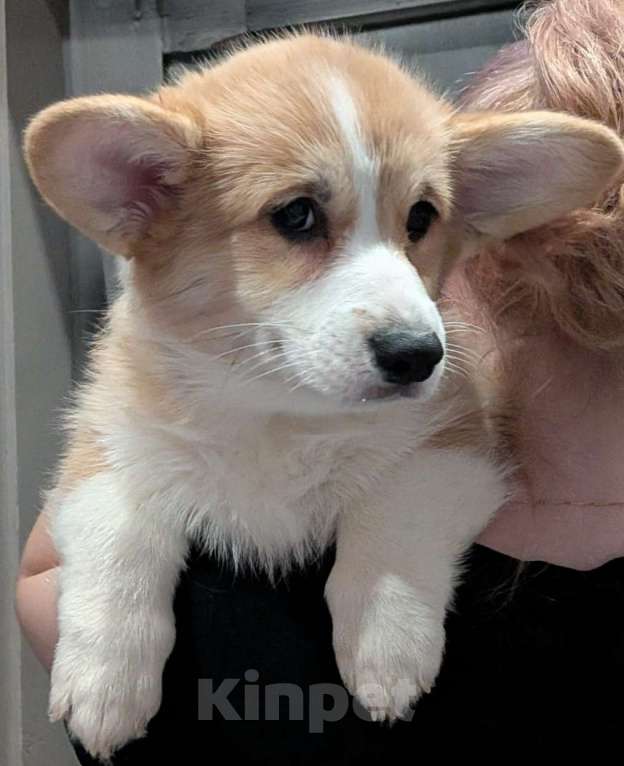 Собаки в Краснодаре: Девочка корги Девочка, 40 000 руб. - фото 4