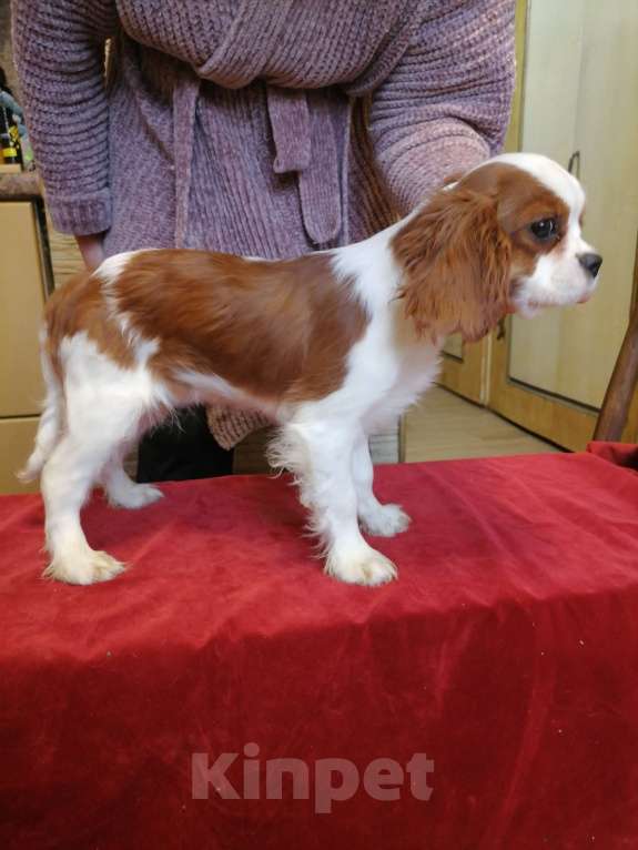 Собаки в Москве: Кавалер Кинг Чарльз 6,5 мес Девушка. Девочка, 120 000 руб. - фото 3