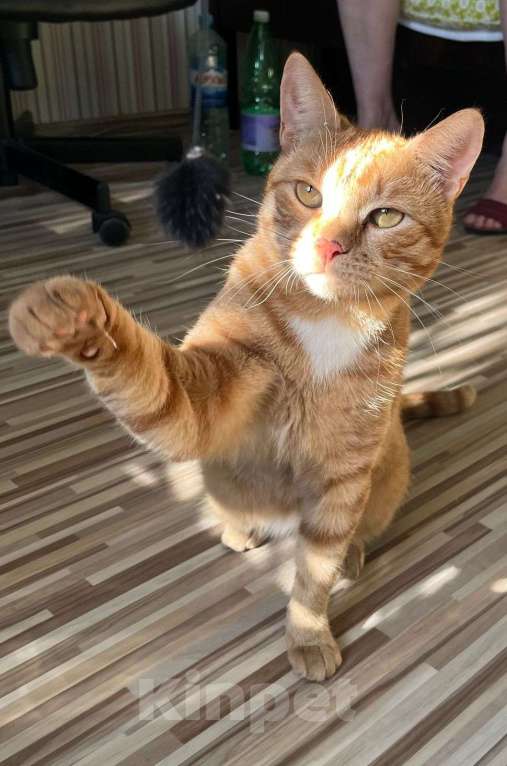 Кошки в Москве: Ищем дом для Солнышка Мальчик, Бесплатно - фото 3