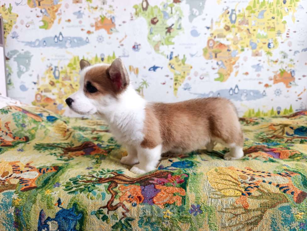 Собаки в Уфе: Корги пемброк Мальчик, 45 000 руб. - фото 5