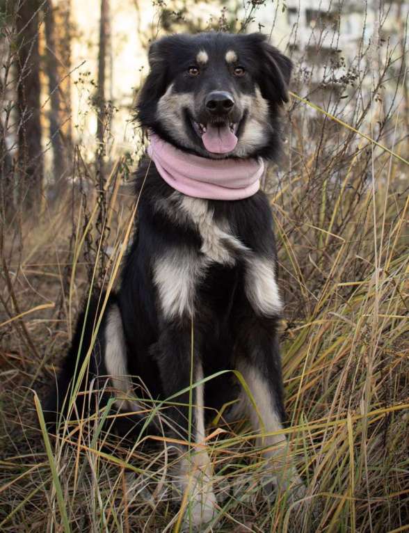 Собаки в Раменском: Застенчивая девочка в хорошие руки Девочка, Бесплатно - фото 3