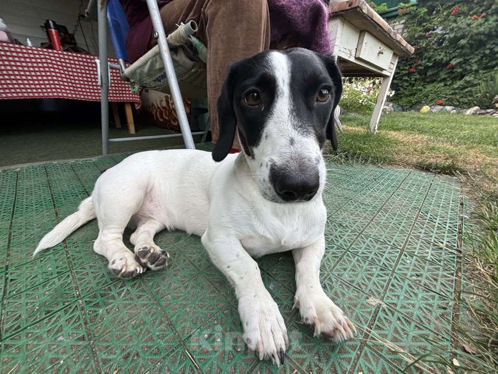 Собаки в других городах Волгоградской области: Продаю таксу окраса пайболт в хорошие руки Девочка, 15 000 руб. - фото 4