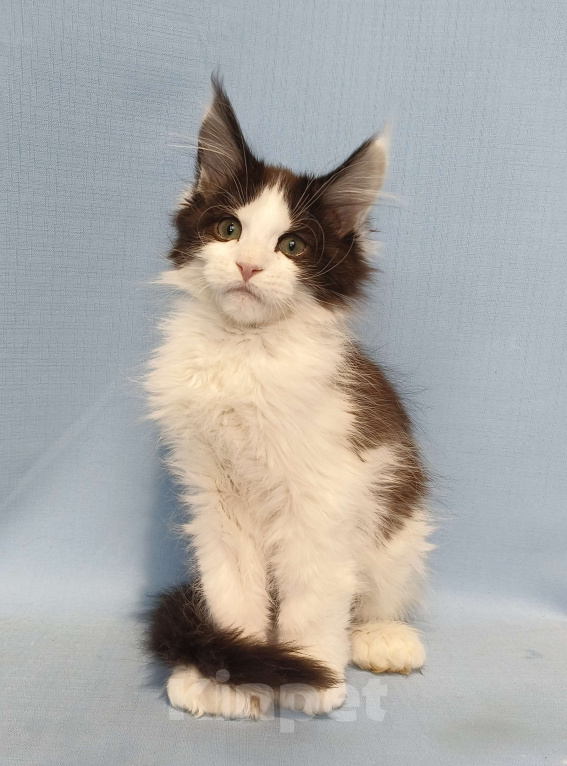 Кошки в Москве: Котёнок Мейн-Кун полидакт 6/6/6/6 Мальчик Мальчик, 90 000 руб. - фото 4