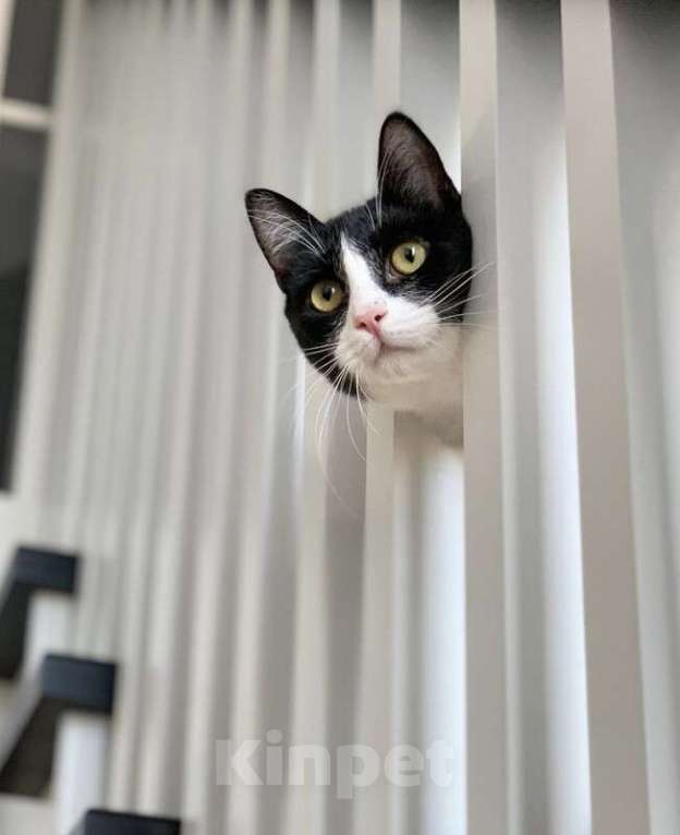 Кошки в Котельнике: Крупный молодой кот подросток Стёпка в добрые руки Мальчик, Бесплатно - фото 3