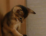 Кошки в Котельниково: Абиссинские котята, 25 000 руб. - фото 5