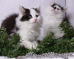 Кошки в Ливны: Очаровательные котята, 7 000 руб. - фото 9