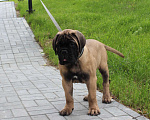 Собаки в Ханты-Мансийске: Щенки бульмастифа Мальчик, 50 000 руб. - фото 12