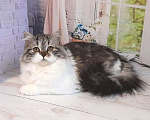 Кошки в Самаре: Кошечка Долли Девочка, 12 000 руб. - фото 1