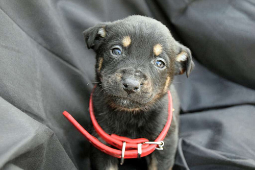 Объявление: Отдам щенка, 2 месяца, 10 руб., Краснодар
