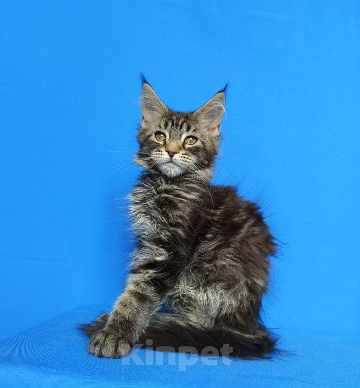 Кошки в Москве: Котёнок Мейн-Кун из питомника Девочка Девочка, 50 000 руб. - фото 2