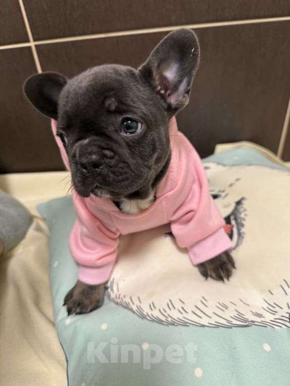 Собаки в Москве: Красивые  девочки и мальчик. Мальчик, 60 000 руб. - фото 5