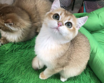 Кошки в Ореховом-Зуево: Британская золотая шиншилла девочка Девочка, 40 000 руб. - фото 5