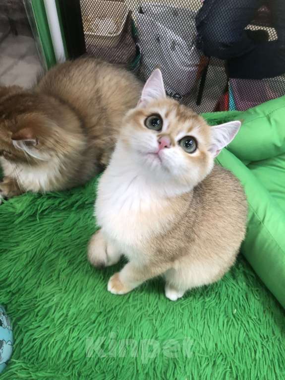 Кошки в Ореховом-Зуево: Британская золотая шиншилла девочка Девочка, 40 000 руб. - фото 5