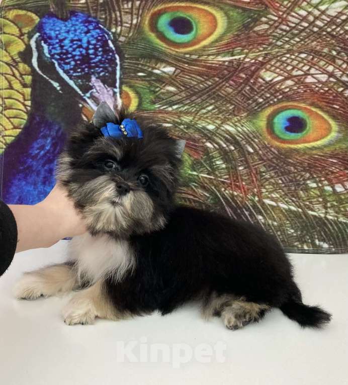 Собаки в Москве: Чёрный йорк стандарт девочка бэби фейс Девочка, 70 000 руб. - фото 5