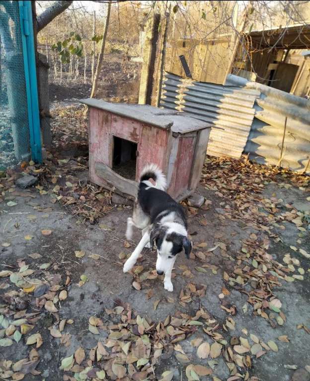 Собаки в Шахте: Потерялся старый пёс Мальчик, 2 000 руб. - фото 1