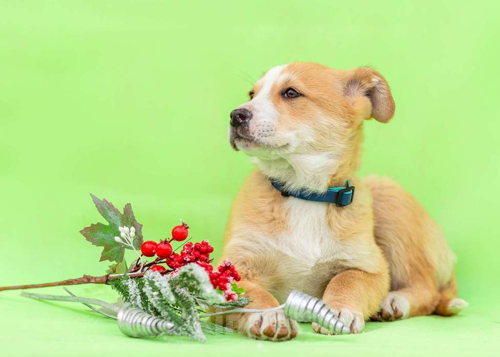 Собаки в других городах Московской области: Щенок Бетти в добрые руки Девочка, Бесплатно - фото 6