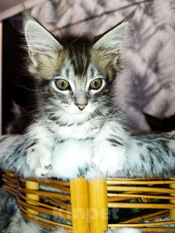 Кошки в Москве: Мейн Кун котенок Девочка, 35 000 руб. - фото 8