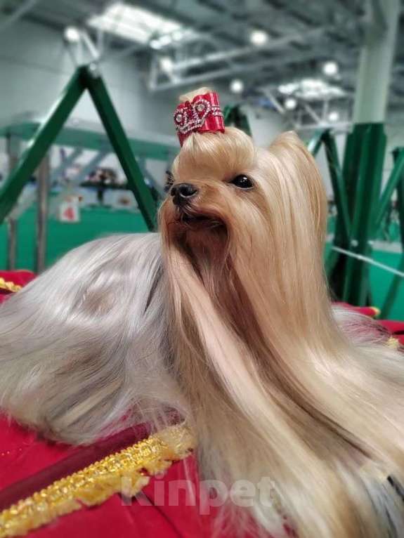 Собаки в Москве: Йоркширский терьер Девочка, 120 000 руб. - фото 9