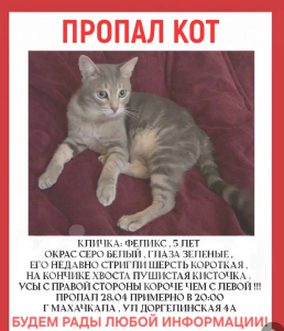 Кошки в Махачкале: Пропал кот  Мальчик, 5 000 руб. - фото 3