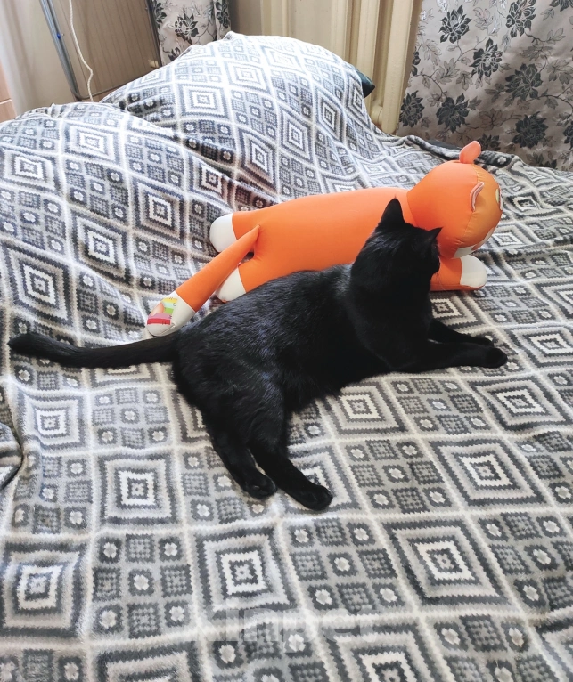 Кошки в Подольске: Отдаем кота в добрые руки  Мальчик, Бесплатно - фото 3