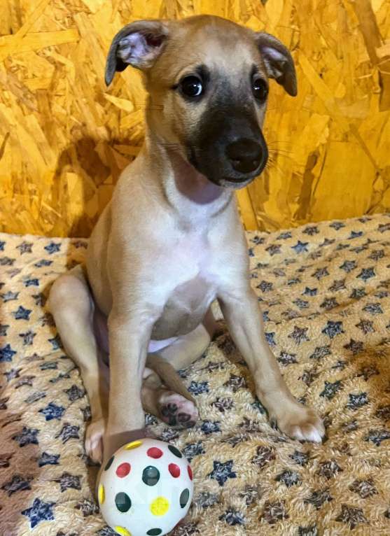 Собаки в Кубинке: Щенки уиппета Мальчик, Бесплатно - фото 3