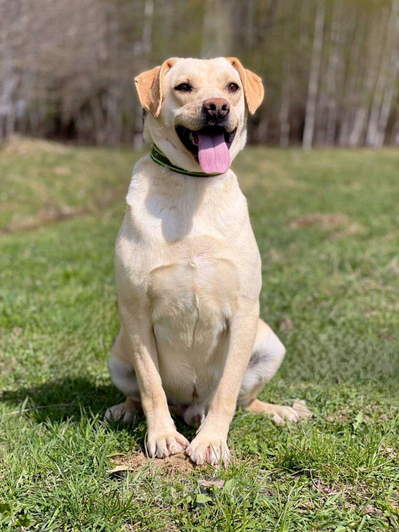 Собаки в Москве: Лабрадор метис в приюте Мальчик, Бесплатно - фото 4