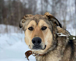 Собаки в Москве: Тайлан Мальчик, Бесплатно - фото 1