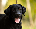Собаки в других городах Московской области: Черный щенок лабрадора Девочка, 50 000 руб. - фото 1