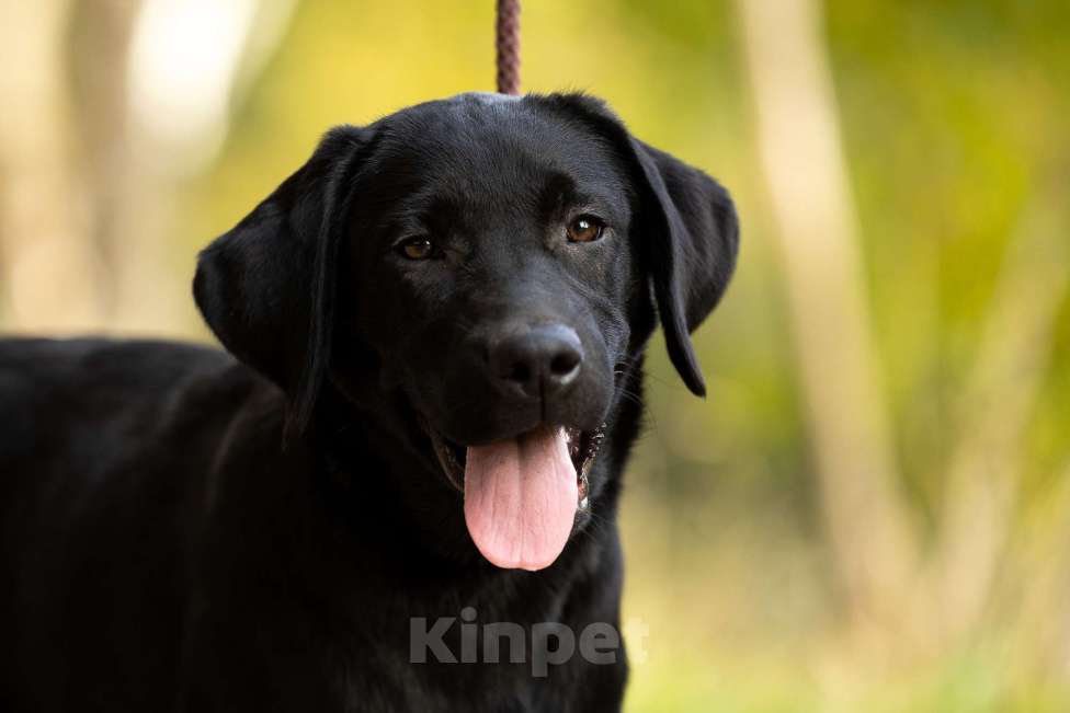 Собаки в других городах Московской области: Черный щенок лабрадора Девочка, 50 000 руб. - фото 1