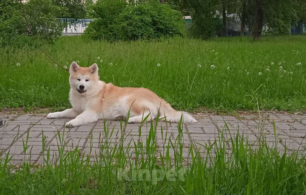 Собаки в Пятигорске: Акита Девочка, 15 000 руб. - фото 1