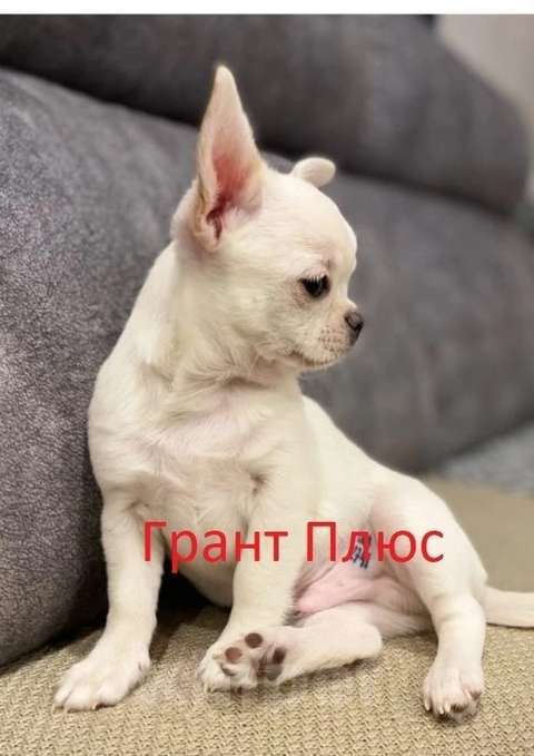 Собаки в Череповце: Щенки чихуахуа Мальчик, 30 000 руб. - фото 9