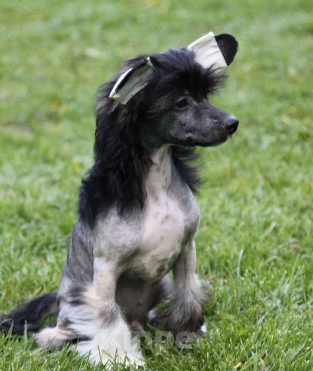 Собаки в других городах Московской области: Премьер Мари Жадор Мальчик, 25 000 руб. - фото 3