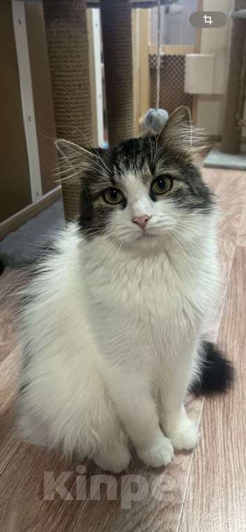 Кошки в Москве: Ласковая кошечка в добрые руки Девочка, Бесплатно - фото 5