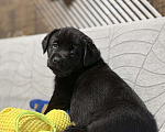 Собаки в других городах Московской области: Черный щенок лабрадора Девочка, 80 000 руб. - фото 5