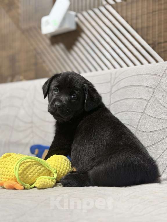 Собаки в других городах Московской области: Черный щенок лабрадора Девочка, 80 000 руб. - фото 5