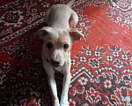Собаки в Калуге: Маленькая собачка в добрые руки  Мальчик, Бесплатно - фото 3