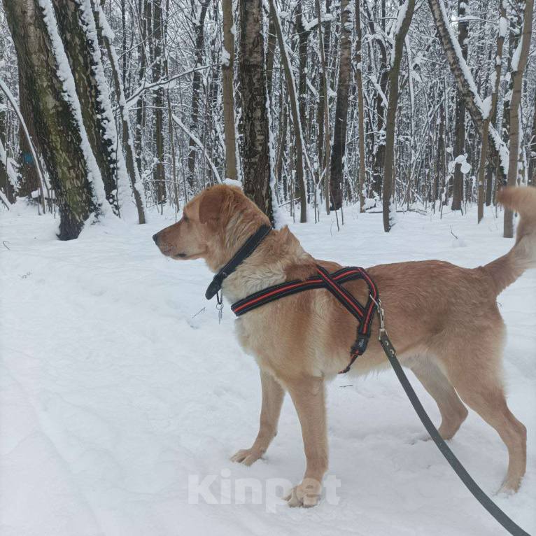Собаки в Москве: Золотой лабрадористый мальчик Мальчик, Бесплатно - фото 4